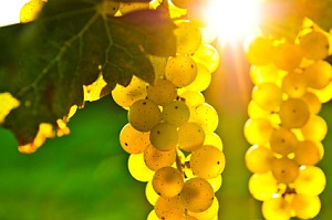 Продавам грозде - винени сортове - Мускат отонел,Каберне совиньон,Памид,Ркацители.